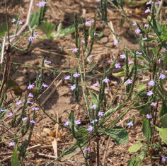 Purple Scalystem (Elytraria imbricata)