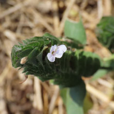 Browne's Blechum (Ruellia blechum)