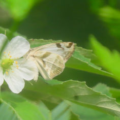 Laviana White-Skipper (Heliopetes laviana)