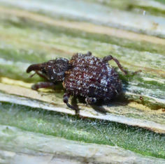 Molytinae Weevil