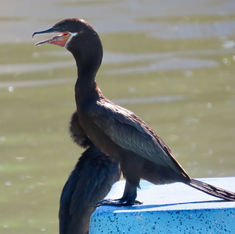 Neotropic Cormorant (Nannopterum brasilianum)