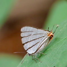 Fine-lined Hairstreak (Arawacus sito)