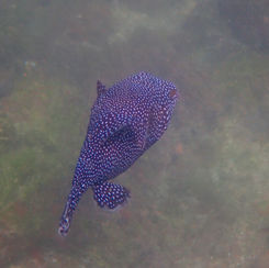 Guineafowl Puffer (Arothron meleagris) - Black/spotted Form