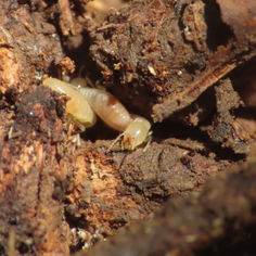 Subterranean Termite (Subfamily Harpactorini)