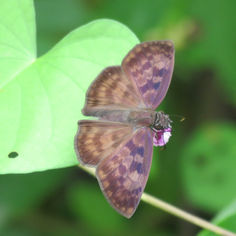 Common Anastrus (Echelatus sempiternus)