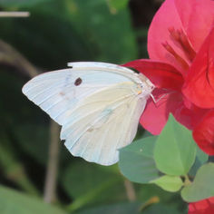 Giant White (Ganyra josephina)