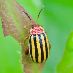 Flea Beetles (Kuschelina tenuilineata)