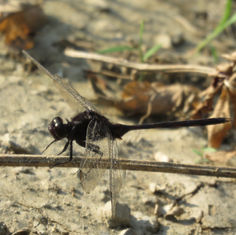 Pin-tailed Pondhawk (Erythemis plebeja)