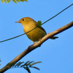 Northern Yellow Warbler (Setophaga aestiva)