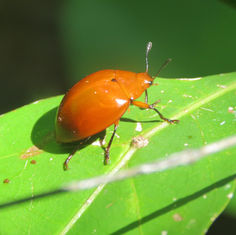 Aegithus melaspis - Pleasing Fungus Beetle