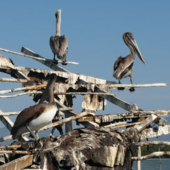Brown Pelican (Pelecanus occidentalis)