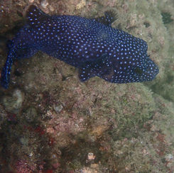 Guineafowl Puffer (Arothron meleagris) - Black/spotted Form