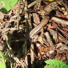 Longtail Spiny Lizard (Sceloporus siniferus)