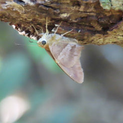 Gold-spotted Aguna (Aguna asander)