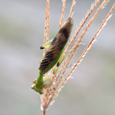 Acontistid Mantises