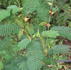 Bullhorn Acacia (Vachellia cornigera)