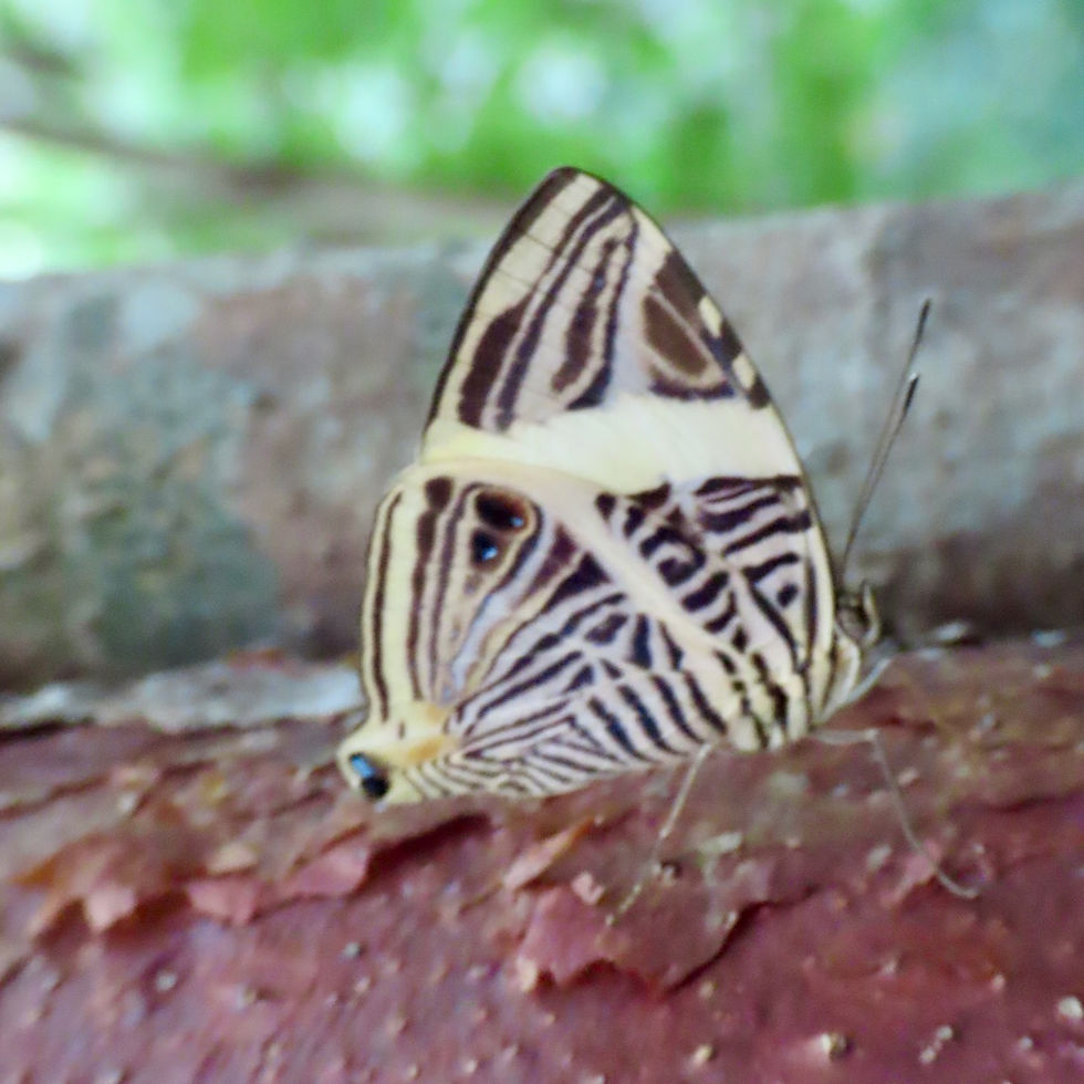 Nymphalini
