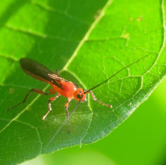 Genus Bracon - Braconid Wasps