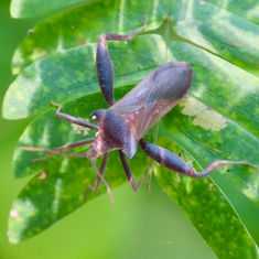 Genus Mozena - Leaf-Footed Bug