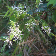 Pom Pom Orchid Tree (Bauhinia divaricata)