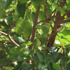 Genus Hippomane