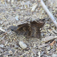 Mimosa Skipper (Cogia calchas)