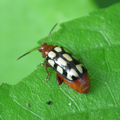 Disonycha scriptipennis