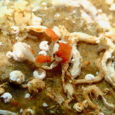 Polyonyx (Genus)