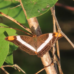 Band-celled Sister (Adelpha fessonia)