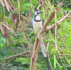 White-throated Magpie-Jay (Calocitta formosa)