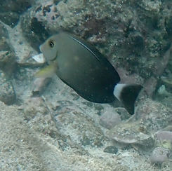 Yellowfin Surgeonfish (Acanthurus xanthopterus)