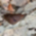 Butterflies of Zijuatanejo, Mexico