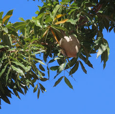 Honduras Mahogany (Swietenia humilis)