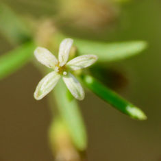 Green Carpetweed (Mollugo verticillata)
