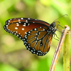 Queen Butterfly (Danaus glippus)