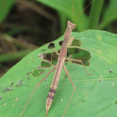 Yersinia mexicana