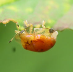 Alamo Vine Tortoise Beetle (Microctenochira bonvouloiri)