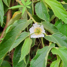 Calabur Tree / Jamaican Cherry (Muntingia calabura)