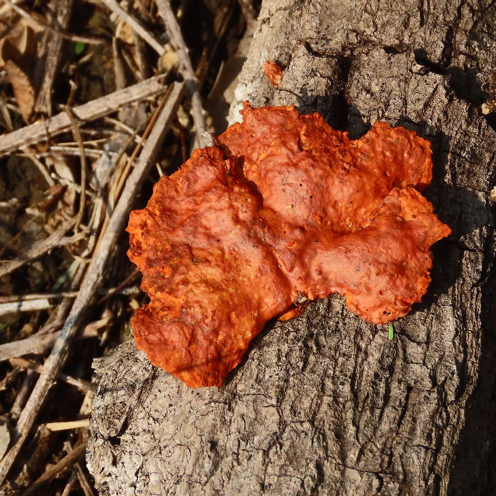 Fungi