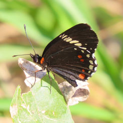 Cream-banded Checkerspot (Chlosyne melanarge)
