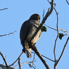 Roadside Hawk (Rupornis magnirostris)