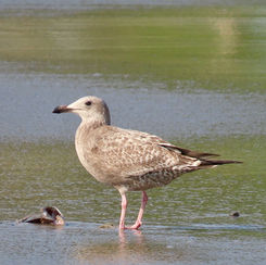 American Herring Gull (Larus smithsonianus)
