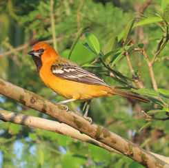 Streak-backed Oriole (Icterus pustulatus)