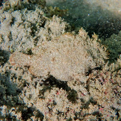 Frogfishes (Family Antennariidae)