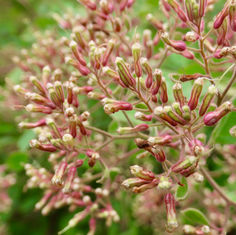 Salpianthus arenarius