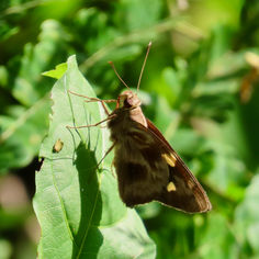 Green-backed Ruby-Eye
(Perichares adela)