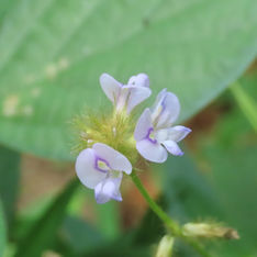 Calopo (Calopogonium mucunoides)