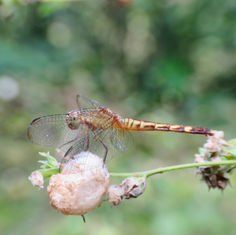 Red-mantled Dragonlet (Erythrodiplax fervida)
