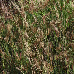 Windmill Grass (Genus Chloris)