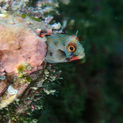 Mexican Barnacle Blenny (Acanthemblemaria hancocki)